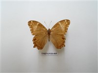 藏品(長紋黛眼蝶)的圖片